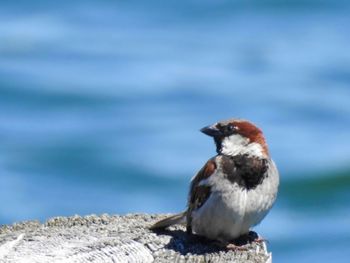 Close-up of bird perching on rock