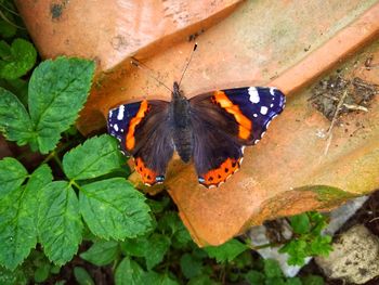 High angle view of butterfly on flower