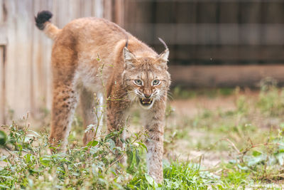 Portrait of lynx standing on grassy field