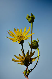 Close-up of yellow flowers blooming in park