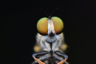 Close-up of insect over black background