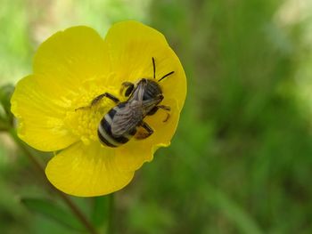 Close-up of bee pollinating on yellow flower