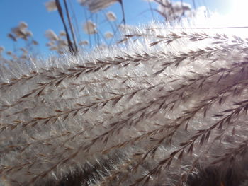 Close-up of frost on snow