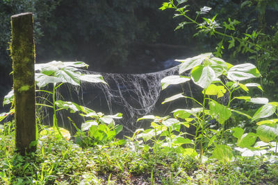 Close-up of fresh green plants in forest