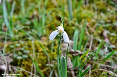 Close-up of white crocus blooming outdoors
