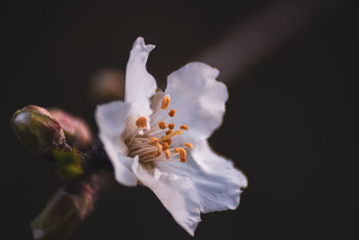 Close-up of white flower against black background