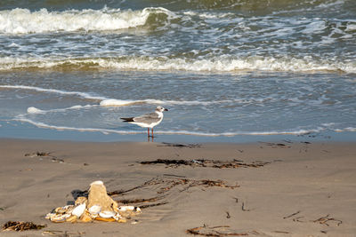 Seagulls on beach