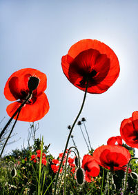 Close-up of red poppy against sky