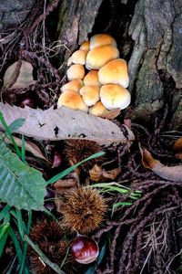 Close-up of mushrooms