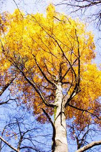 Low angle view of tree against sky