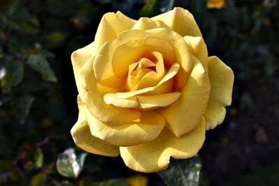 Close-up of yellow rose blooming outdoors