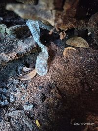 High angle view of snake on rock