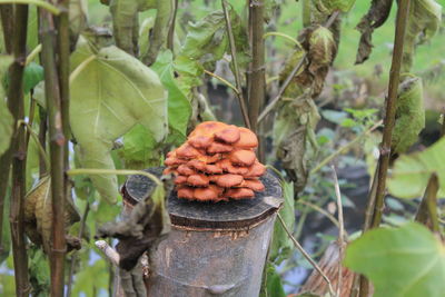 Close-up of fresh plants in forest