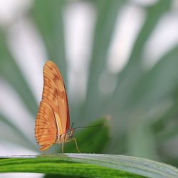 Butterfly on leaf