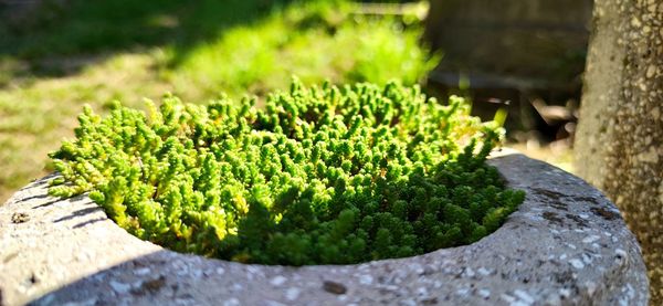High angle view of potted plant