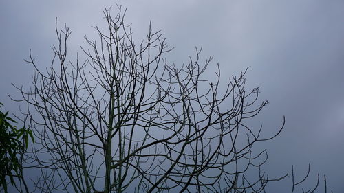 Low angle view of bare tree against sky