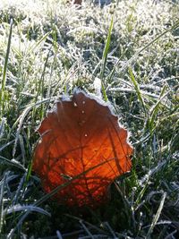 Close-up of autumnal leaves