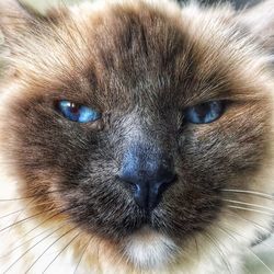 Close-up portrait of a cat