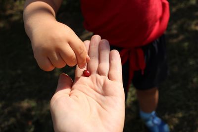 High angle view of hands with berry fruit