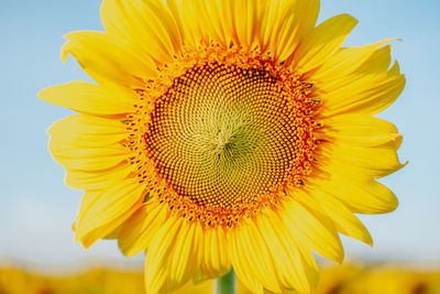 Close-up of sunflower against sky