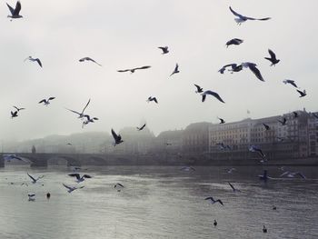 Flock of birds flying over river in city
