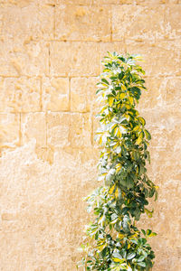 Plant growing against wall