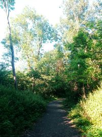 Footpath amidst trees