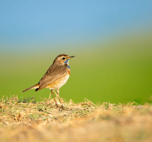 Close-up of bird perching on field