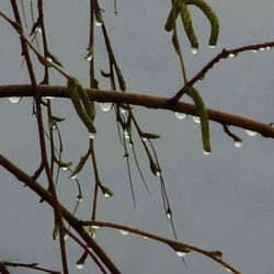 Low angle view of branches against blurred background