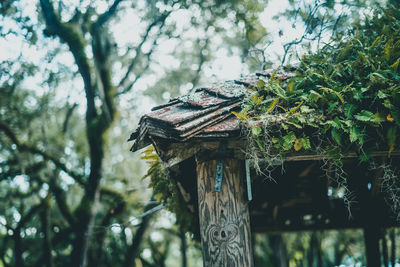 Low angle view of shelter in forest