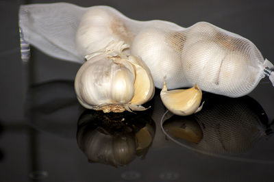 Close-up of seashell on plant