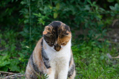 Close-up of cat on grass