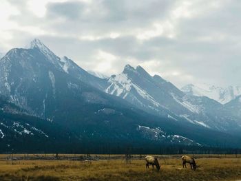 View of horses on field by mountain against sky