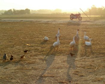 Swans on field against sky during sunset