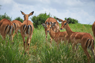 Flock of antelope standing on field