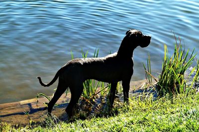 Horse on lake shore