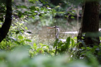 Gray heron by trees in forest
