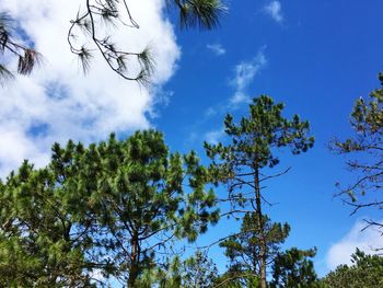 Low angle view of trees against blue sky