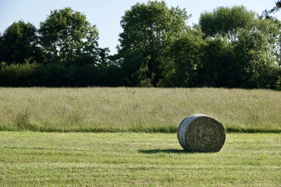 Hay bales on field