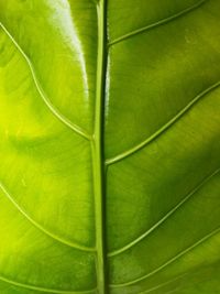 leaf