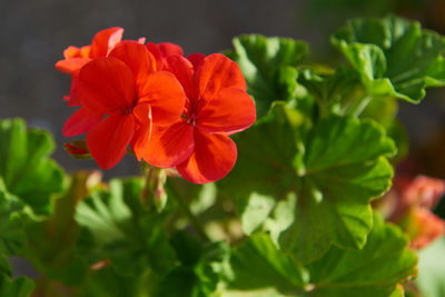 Close-up of red flowering plant