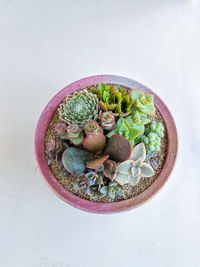 Succulent terrarium in concrete bowl pot