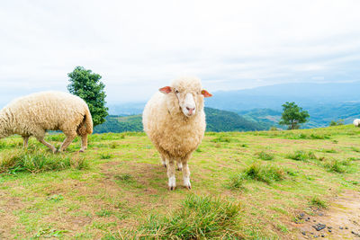 Sheep grazing on field against sky