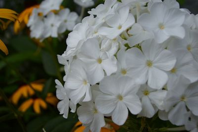 Close-up of white flowers