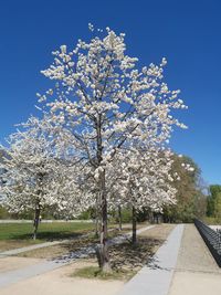Cherry blossom tree against blue sky