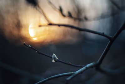 Low angle view of twig against sky