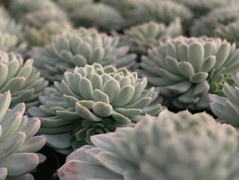 Close-up of succulent plant