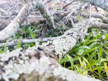 Close-up of plants during winter