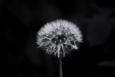 Close-up of dandelion flower against black background