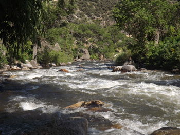 Scenic view of river flowing in forest